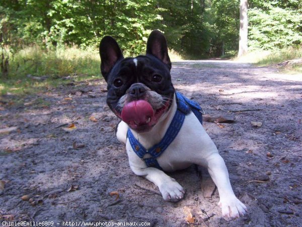 Photo de Bouledogue franais