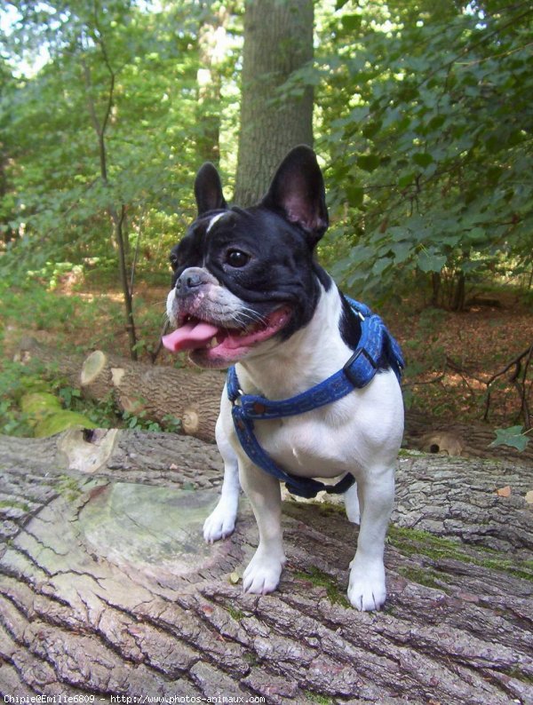 Photo de Bouledogue franais