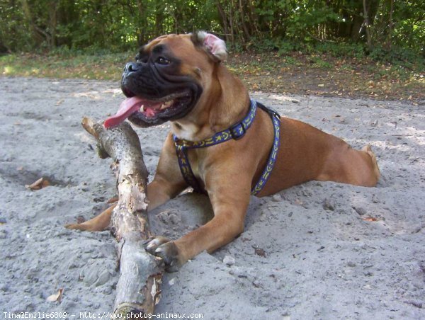 Photo de Boxer