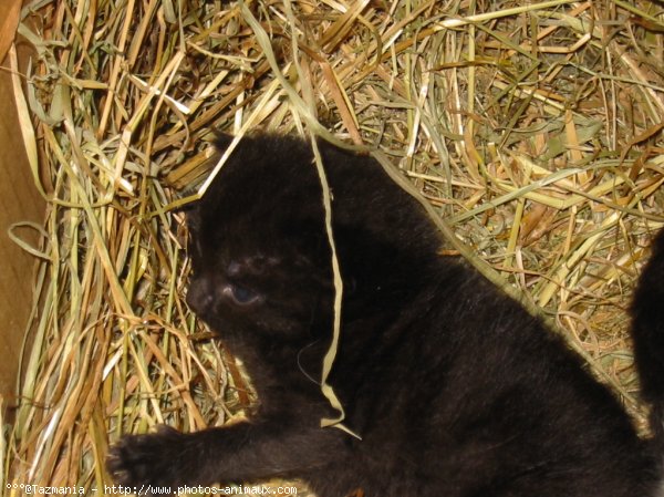 Photo de Chat domestique