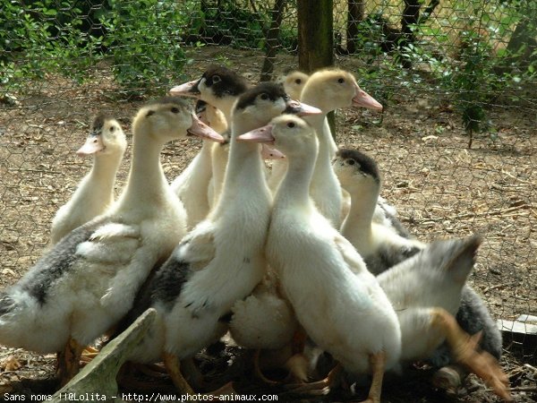 Photo de Canard