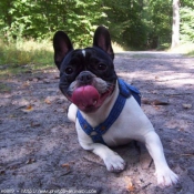 Photo de Bouledogue franais