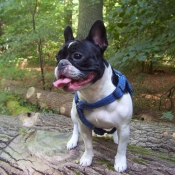 Photo de Bouledogue franais