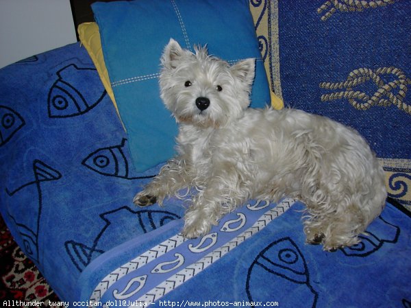 Photo de West highland white terrier