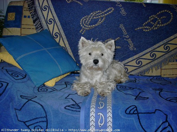 Photo de West highland white terrier