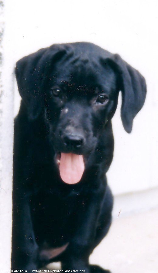 Photo de Labrador retriever