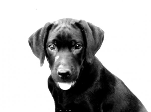 Photo de Labrador retriever