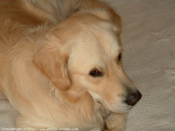 Photo de Golden retriever