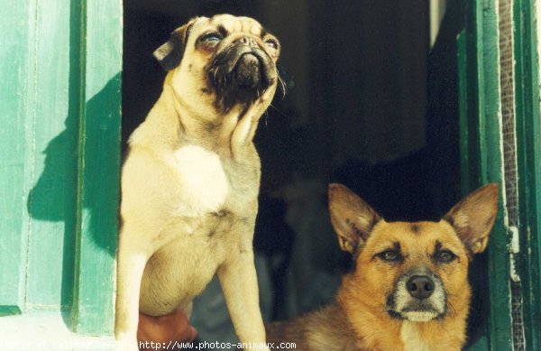 Photo de Races diffrentes