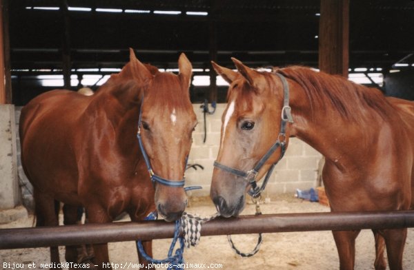 Photo de Races diffrentes