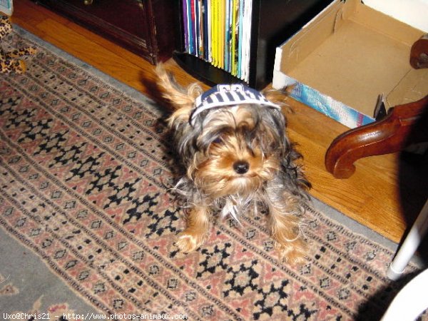 Photo de Yorkshire terrier