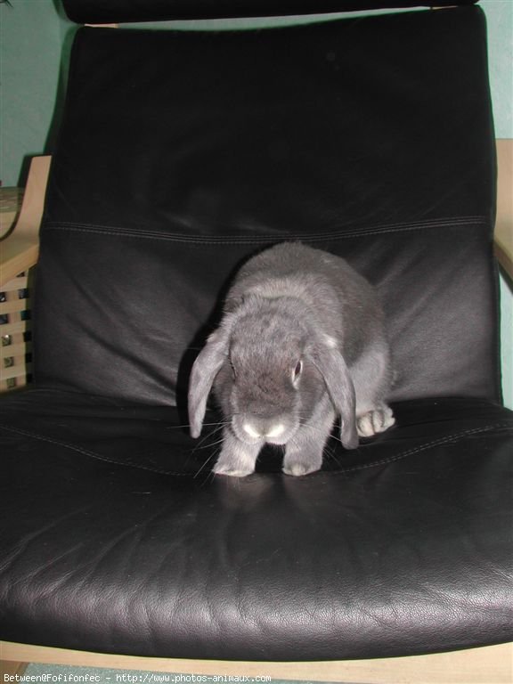 Photo de Lapin