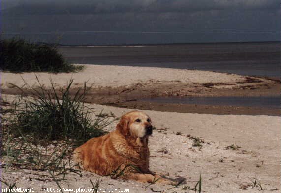 Photo de Golden retriever