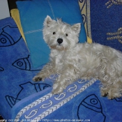 Photo de West highland white terrier