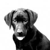 Photo de Labrador retriever