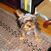 Photo de Yorkshire terrier