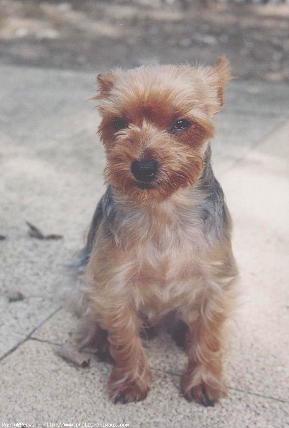 Photo de Yorkshire terrier