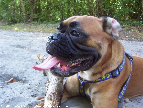 Photo de Boxer