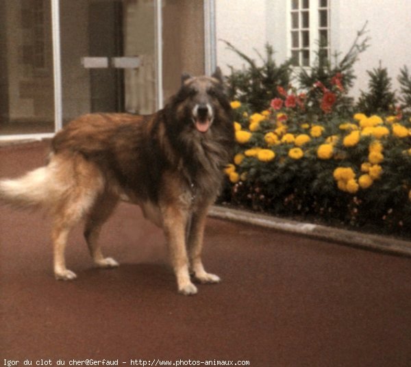 Photo de Berger belge malinois