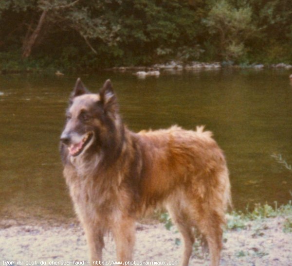 Photo de Berger belge malinois