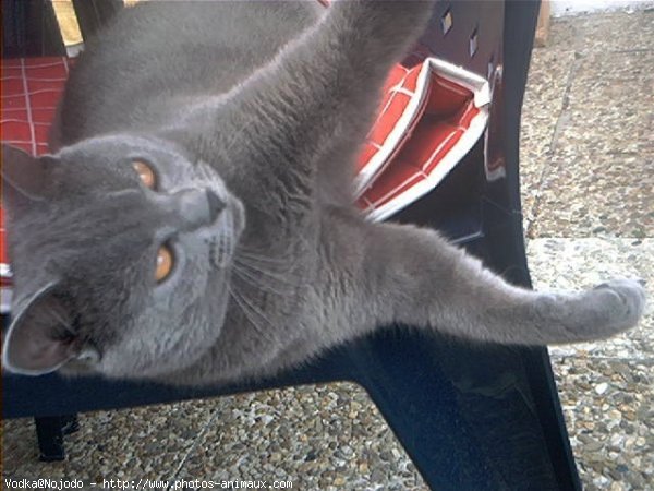 Photo de Chartreux