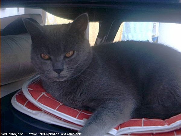 Photo de Chartreux