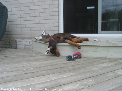 Photo de Dobermann