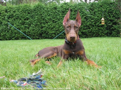 Photo de Dobermann