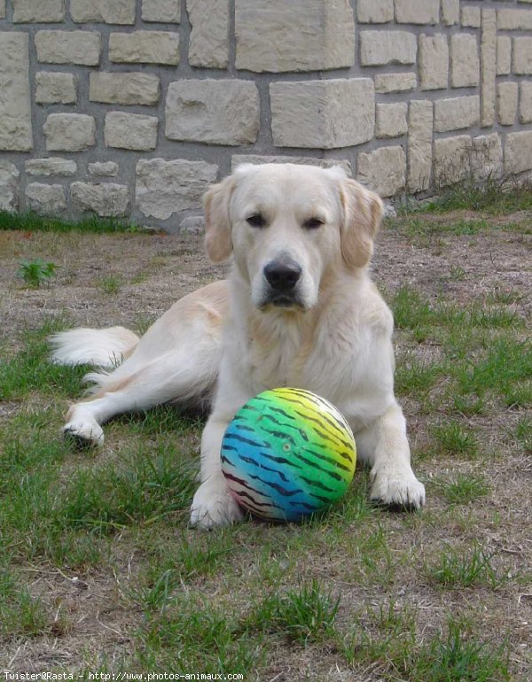 Photo de Golden retriever