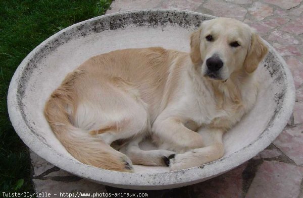 Photo de Golden retriever