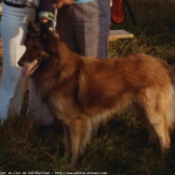 Photo de Berger belge malinois