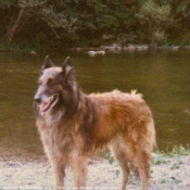 Photo de Berger belge malinois