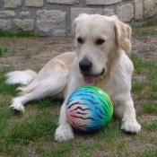 Photo de Golden retriever