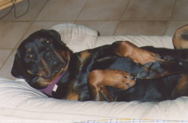 Photo de Rottweiler