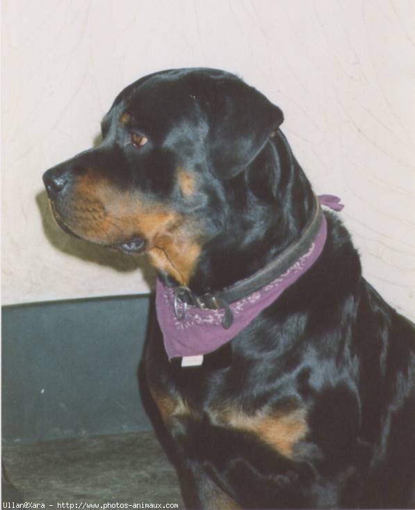 Photo de Rottweiler