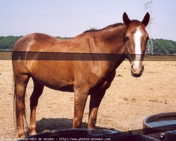 Photo de Selle franais