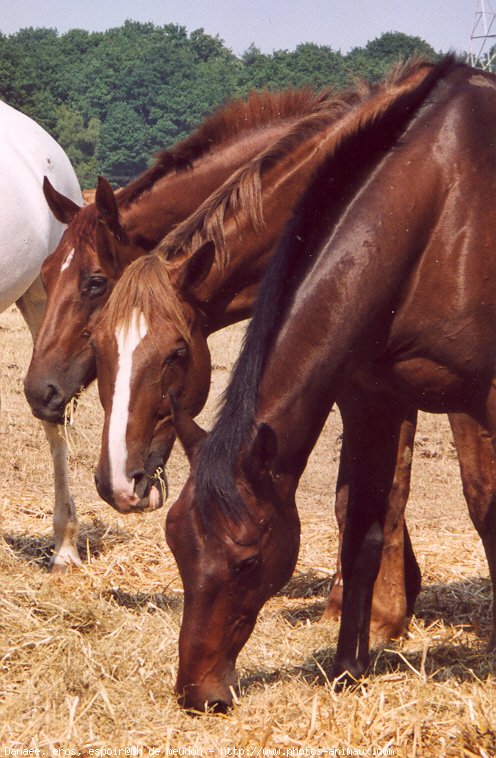 Photo de Races diffrentes