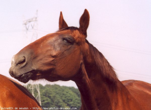 Photo de Trotteur franais