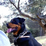 Photo de Rottweiler