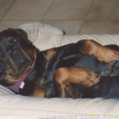 Photo de Rottweiler