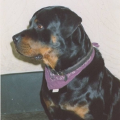 Photo de Rottweiler