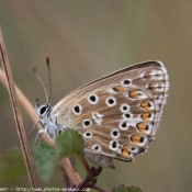 Photo de Papillon