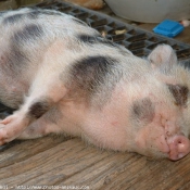 Photo de Cochon