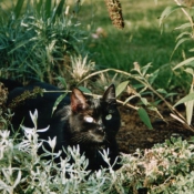 Photo de Chat domestique