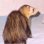 Photo de Furet