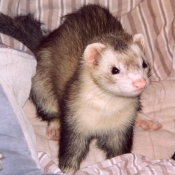 Photo de Furet