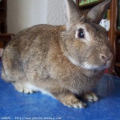 Photo de Lapin