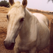 Photo de Camargue