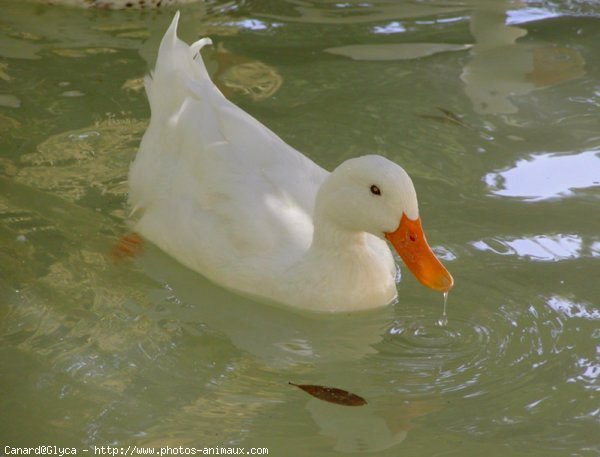 Photo de Canard