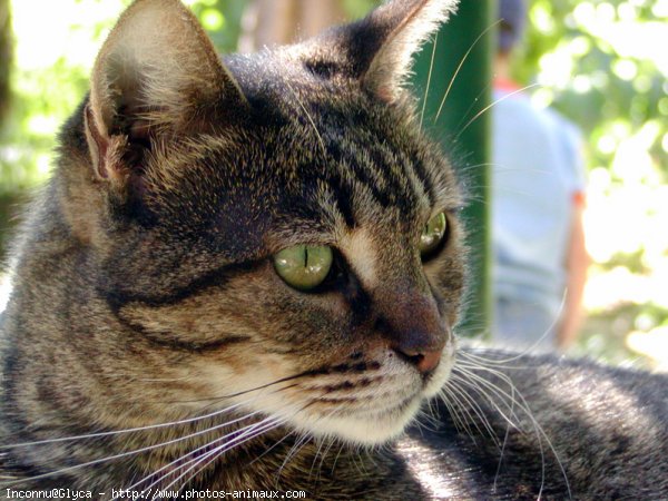 Photo de Chat domestique